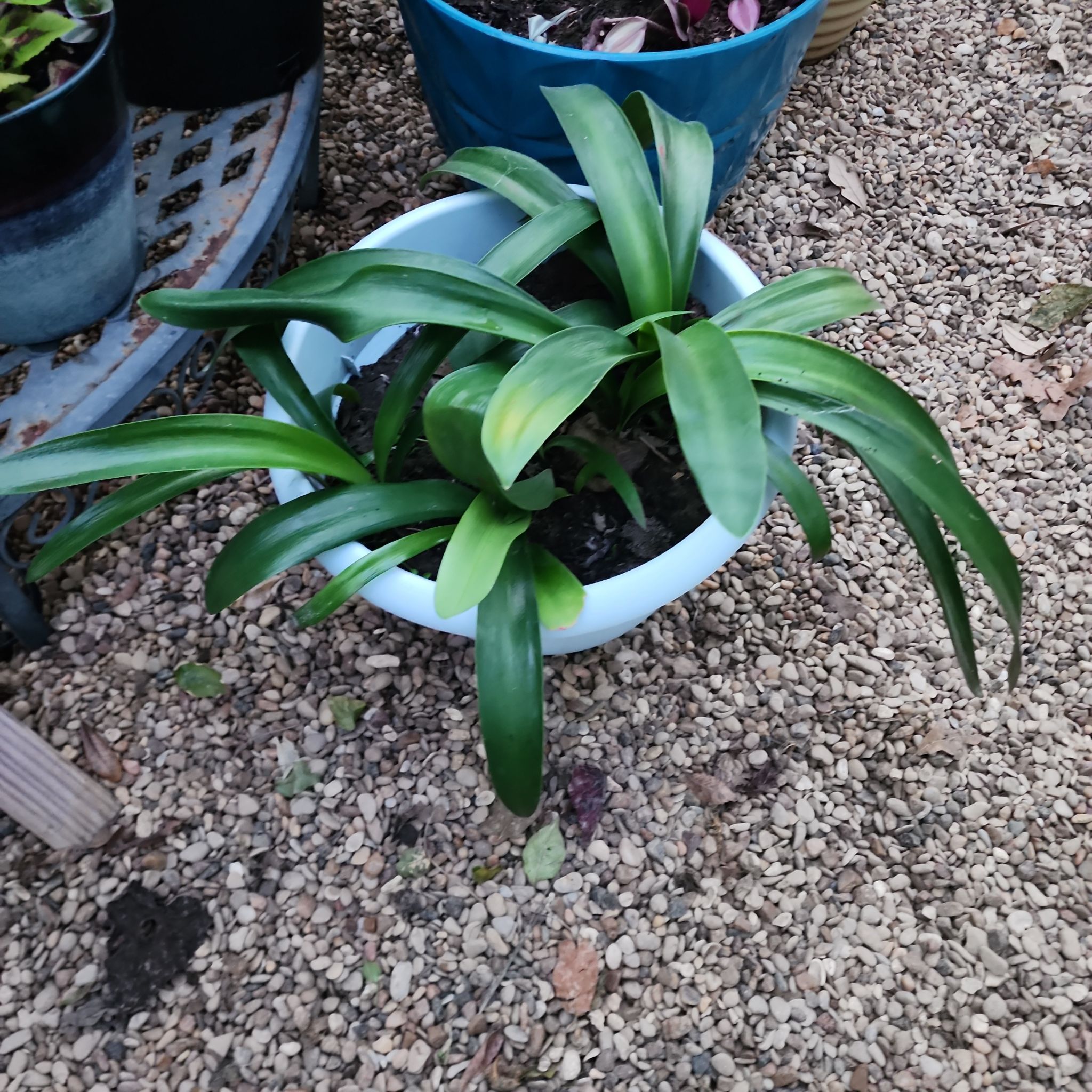 Photo of the plant species Peace Lilly by @mudgirl97 named Aristotle on Greg, the plant care app