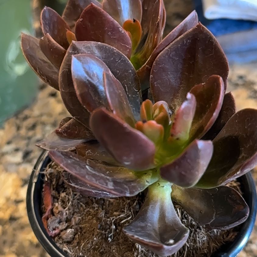 Photo of the plant species Echeveria 'Mahogany Rose' by @PerkyPeacelily named McKinley on Greg, the plant care app