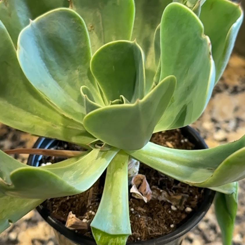 Photo of the plant species Echeveria 'Blue Sky' by @PerkyPeacelily named Navajo on Greg, the plant care app