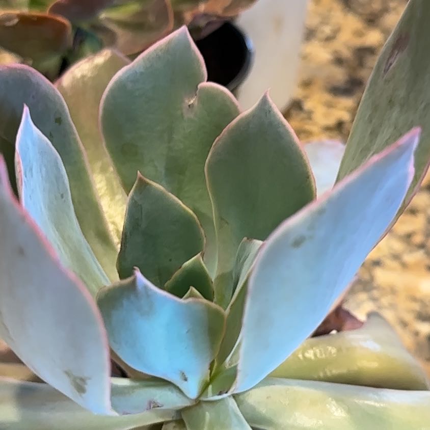 Photo of the plant species Echeveria by @PerkyPeacelily named Sigmund on Greg, the plant care app