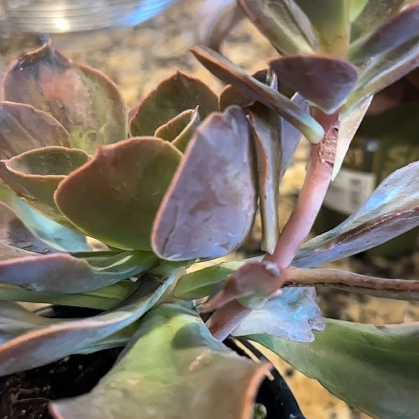 Photo of the plant species Echeveria 'Valeria' by @PerkyPeacelily named Taylor Swift on Greg, the plant care app