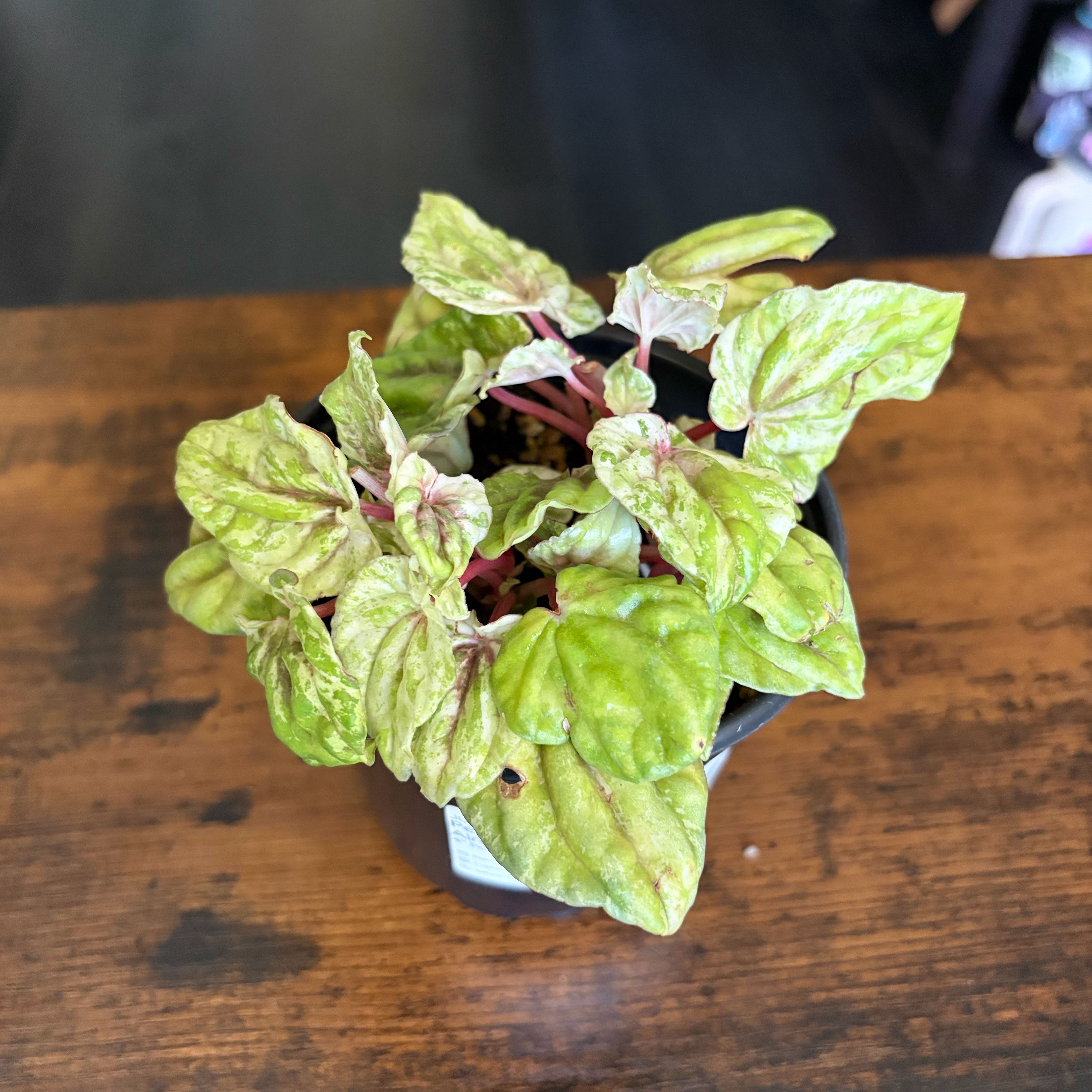 Photo of the plant species Peperomia caperata 'Buenos Aires' by @leafyliv named Duke on Greg, the plant care app