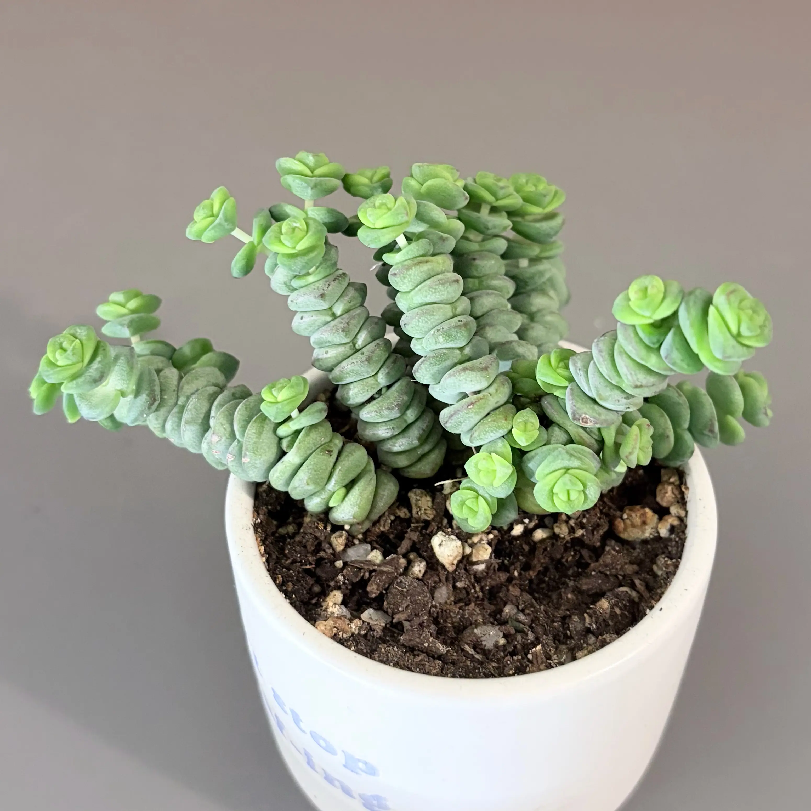 Photo of the plant species Crassula 'Baby Necklace' by @leafyliv named Oli on Greg, the plant care app