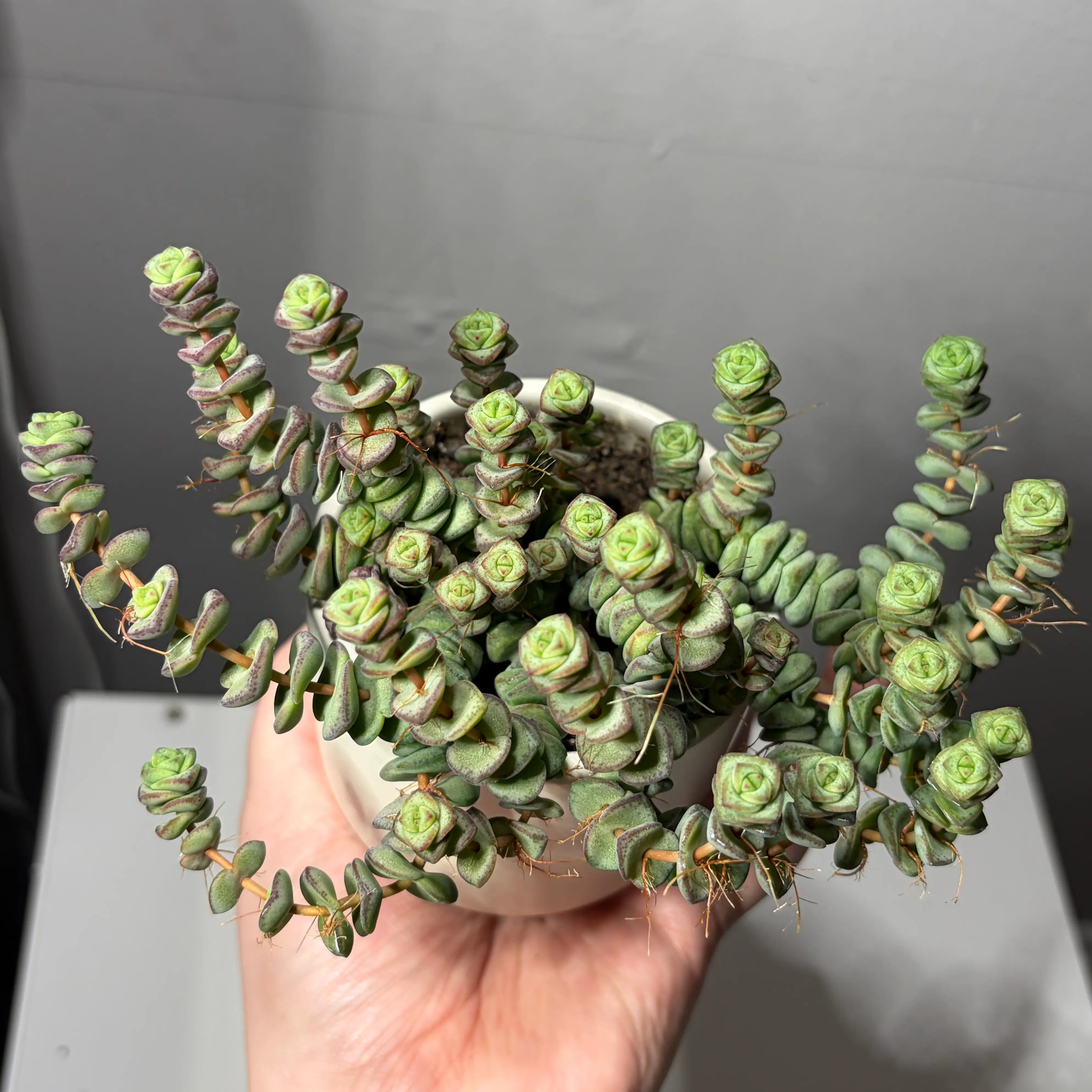 Photo of the plant species Crassula 'Baby Necklace' by @leafyliv named Oli on Greg, the plant care app