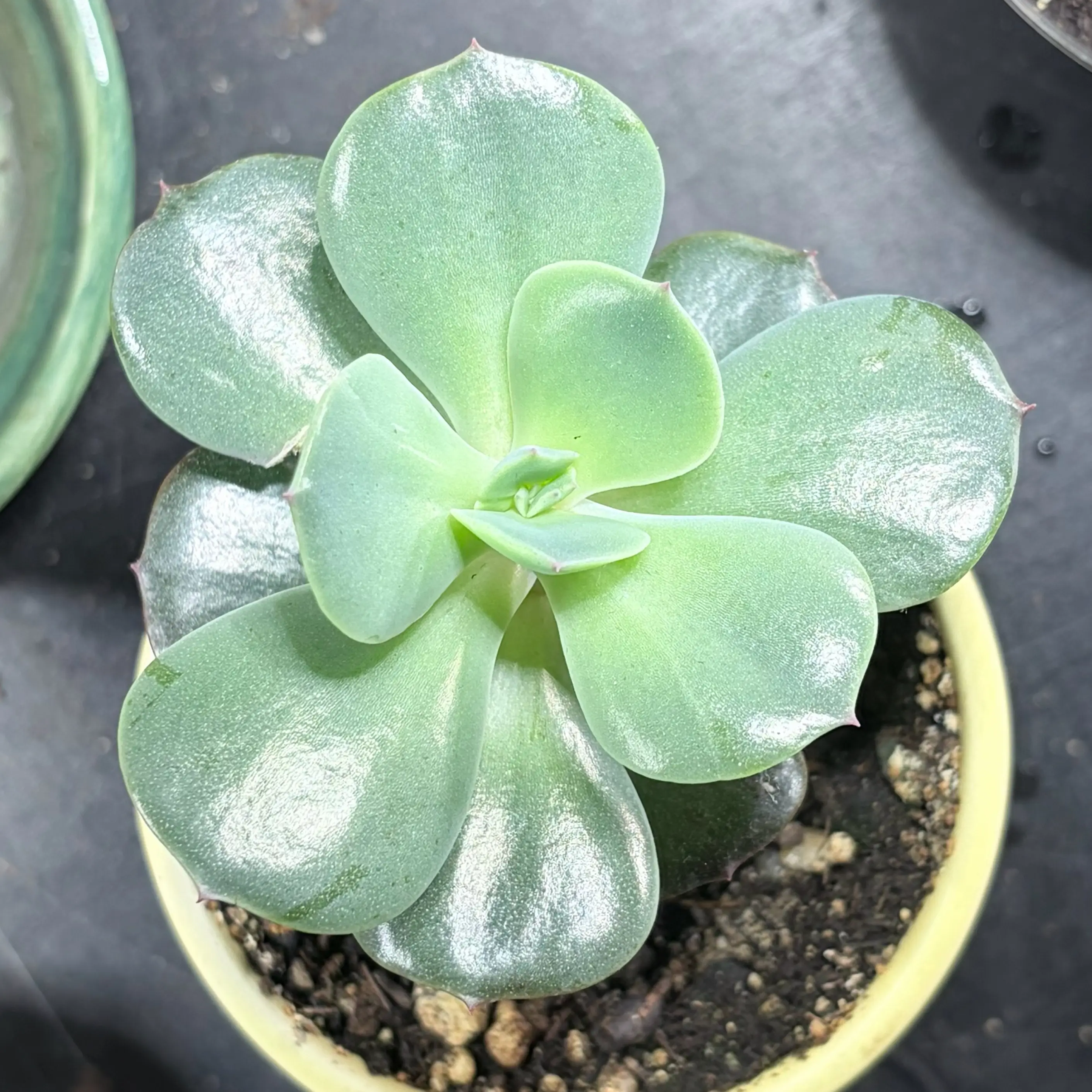 Photo of the plant species Echeveria Blue Metal by @leafyliv named Damocles on Greg, the plant care app