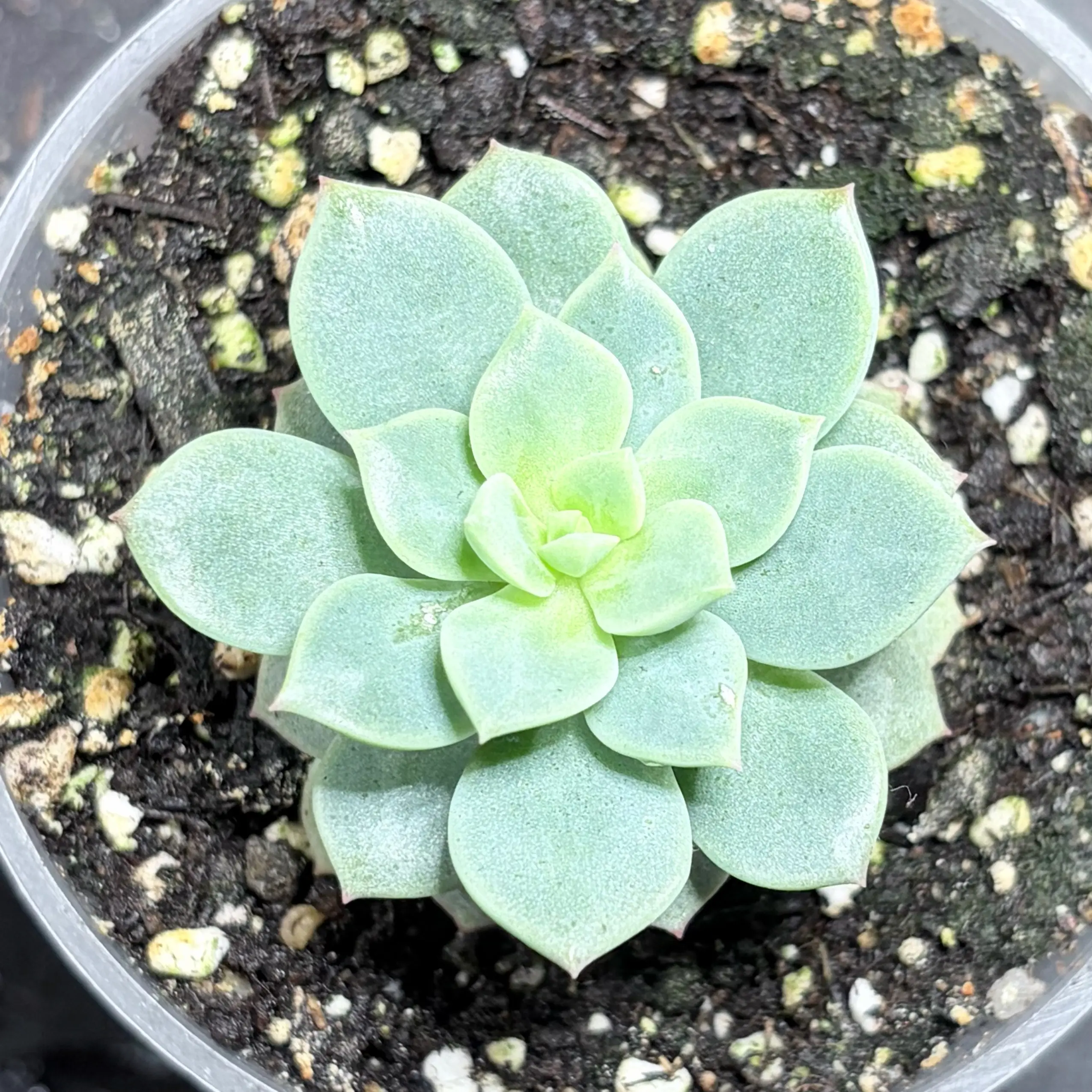 Photo of the plant species Sedeveria 'Spring Jade' by @leafyliv named Poppy on Greg, the plant care app