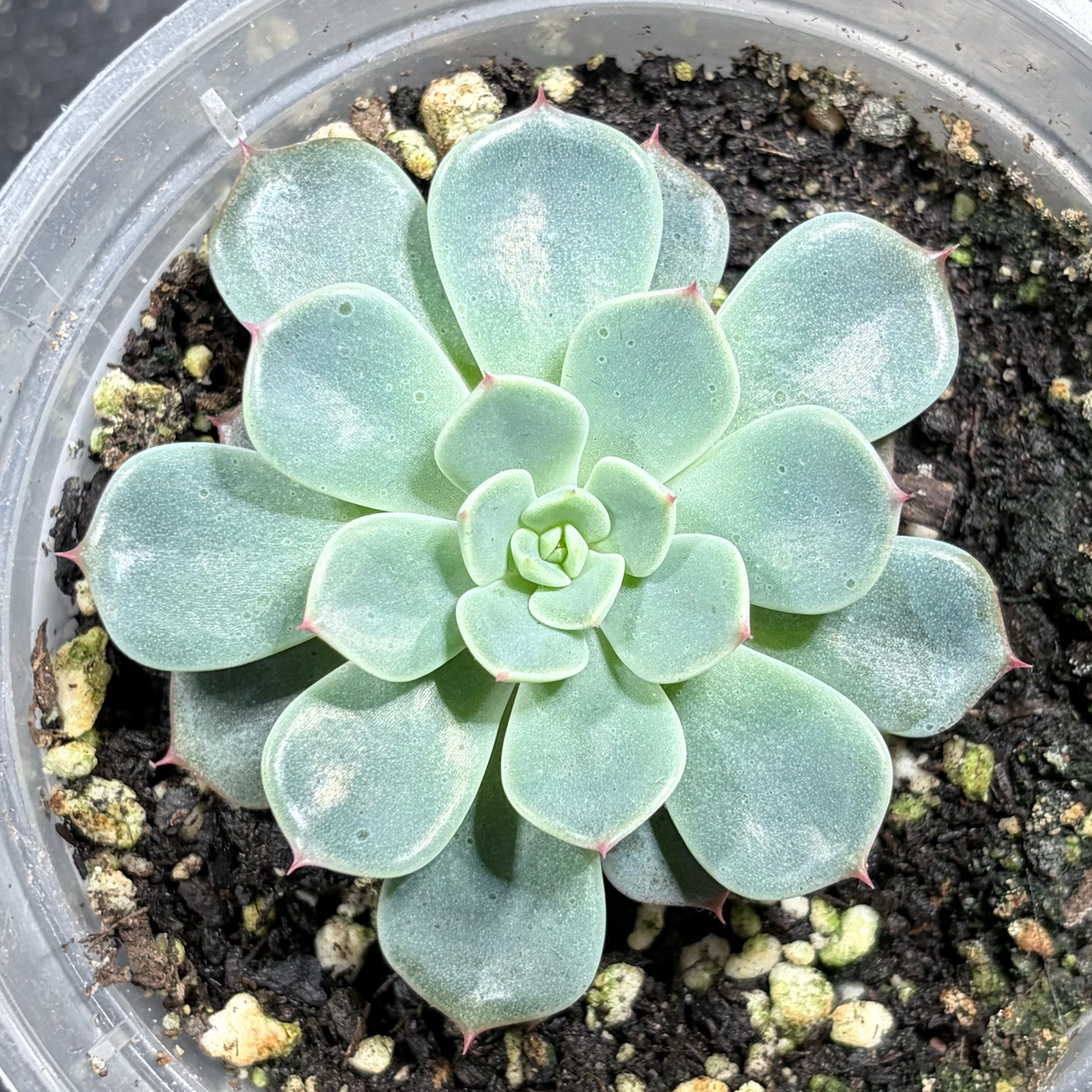 Photo of the plant species Echeveria 'Nanahukumini' by @leafyliv named Thanos 타노스 on Greg, the plant care app