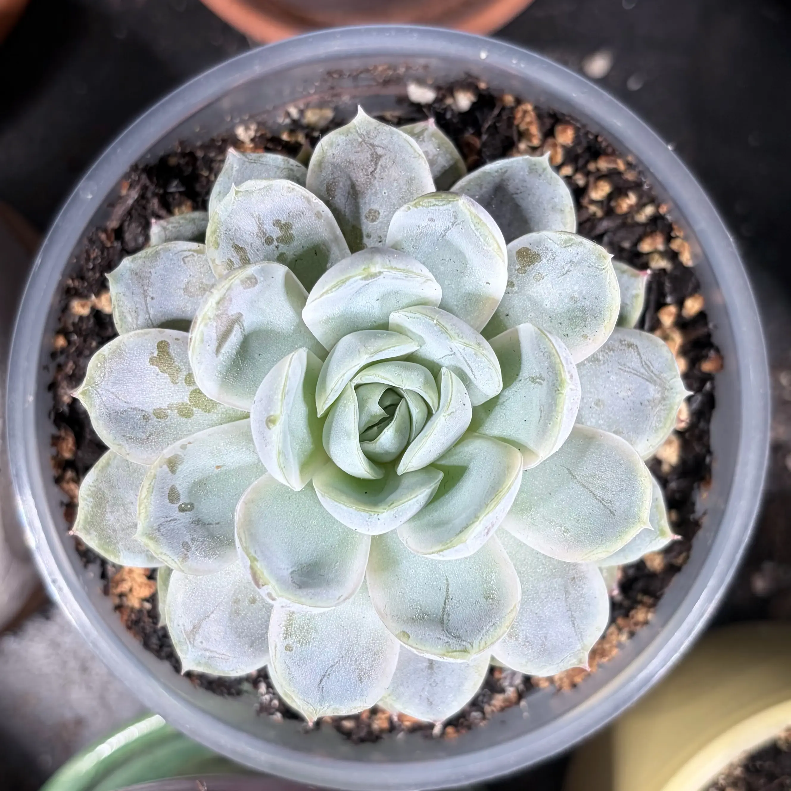 Photo of the plant species Echeveria 'Blue Surprise' by @leafyliv named Helly R. on Greg, the plant care app