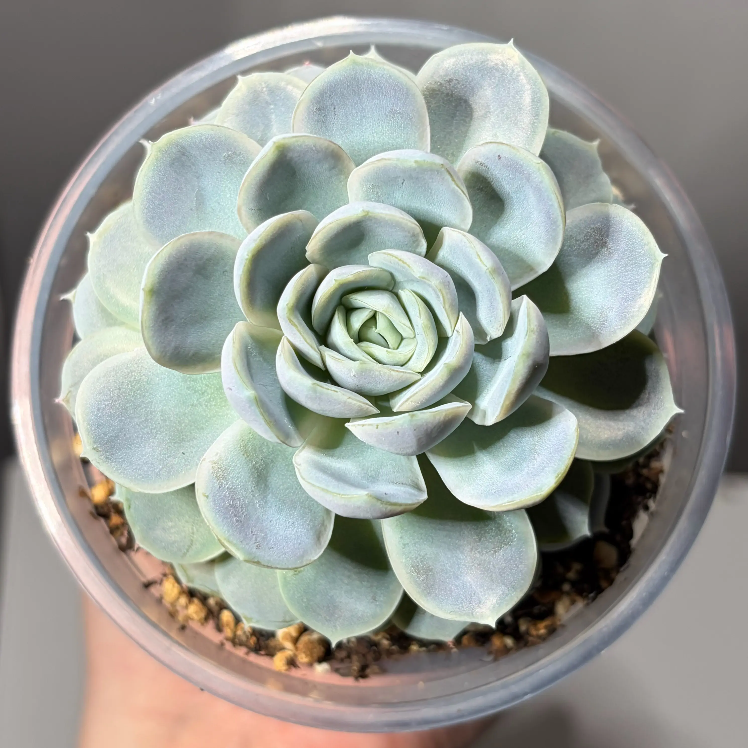 Photo of the plant species Echeveria 'Blue Surprise' by @leafyliv named Helly R. on Greg, the plant care app