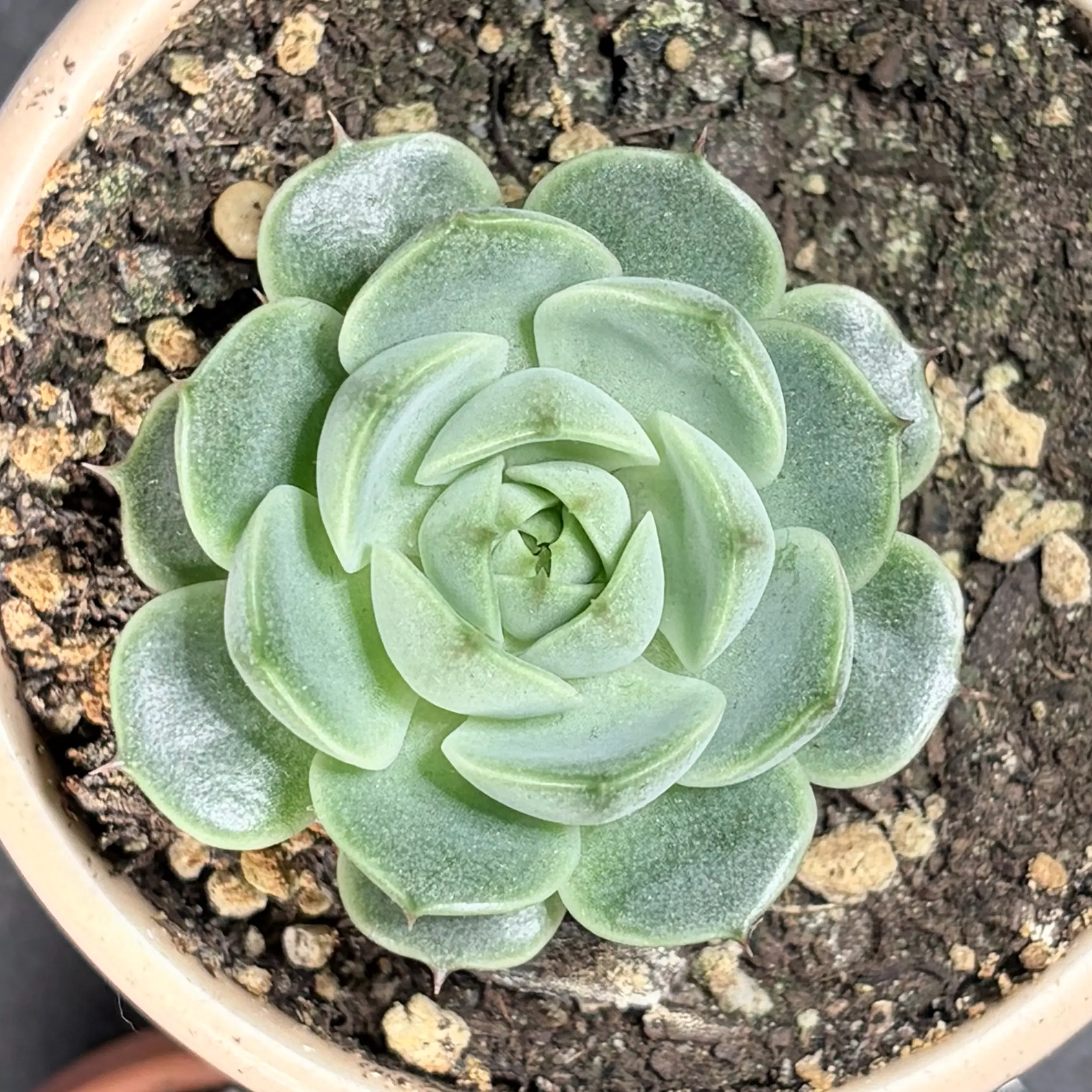 Photo of the plant species Ben Badis Echeveria by @leafyliv named Eeyore on Greg, the plant care app