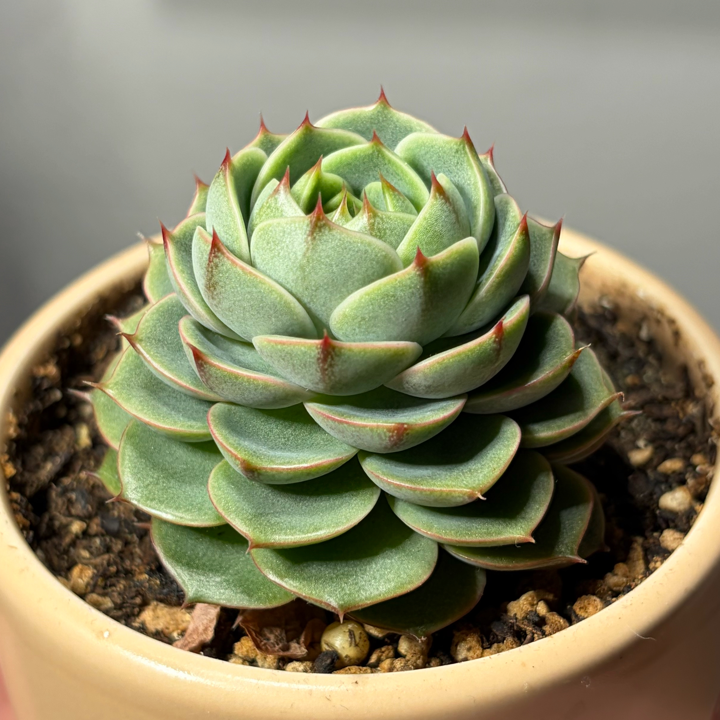 Photo of the plant species Ben Badis Echeveria by @leafyliv named Eeyore on Greg, the plant care app