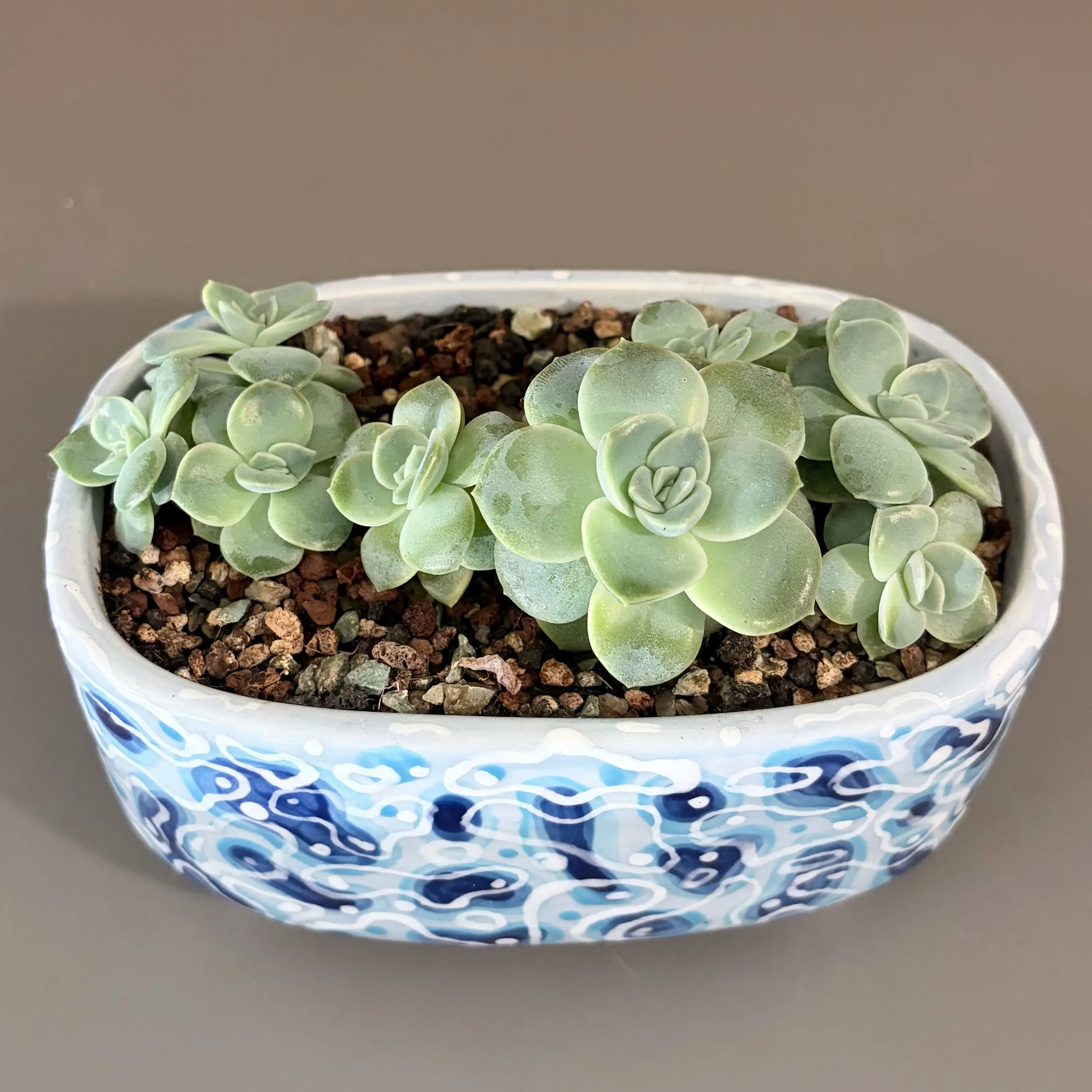Photo of the plant species Graptoveria 'Fantome' by @leafyliv named Nazareth on Greg, the plant care app