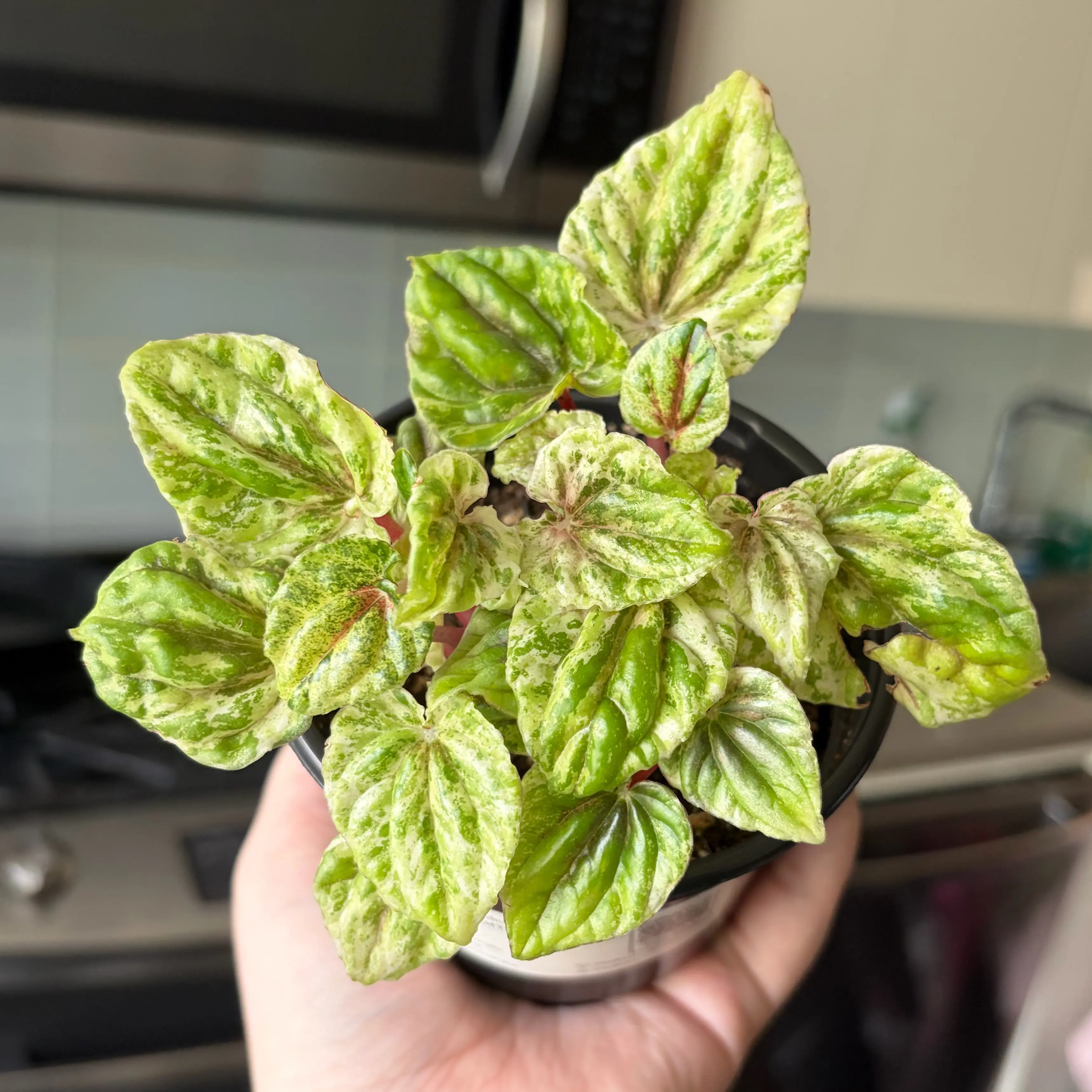 Photo of the plant species Peperomia caperata 'Buenos Aires' by @leafyliv named Duke on Greg, the plant care app