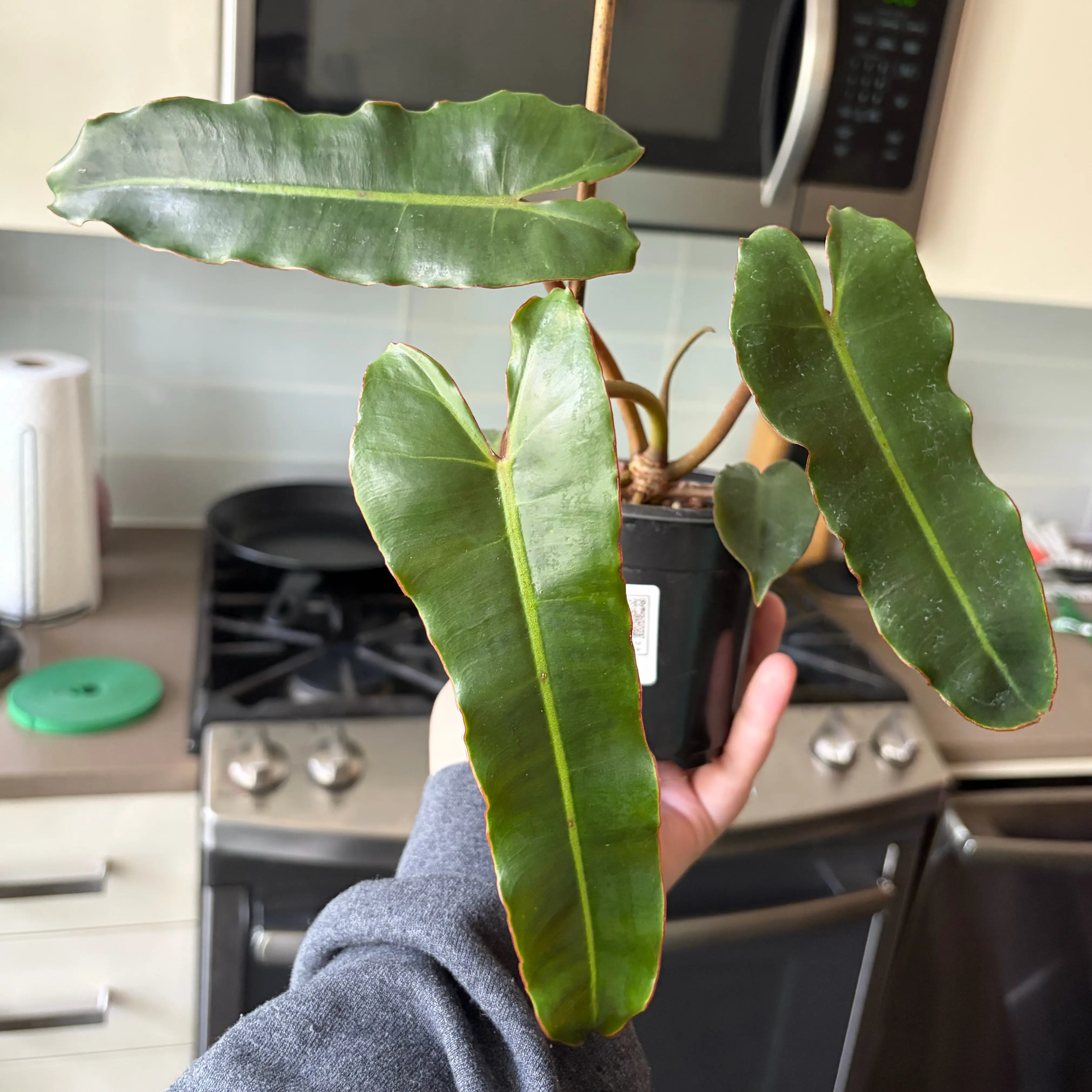 Photo of the plant species Philodendron 'Black Billietae' by @leafyliv named Billie on Greg, the plant care app