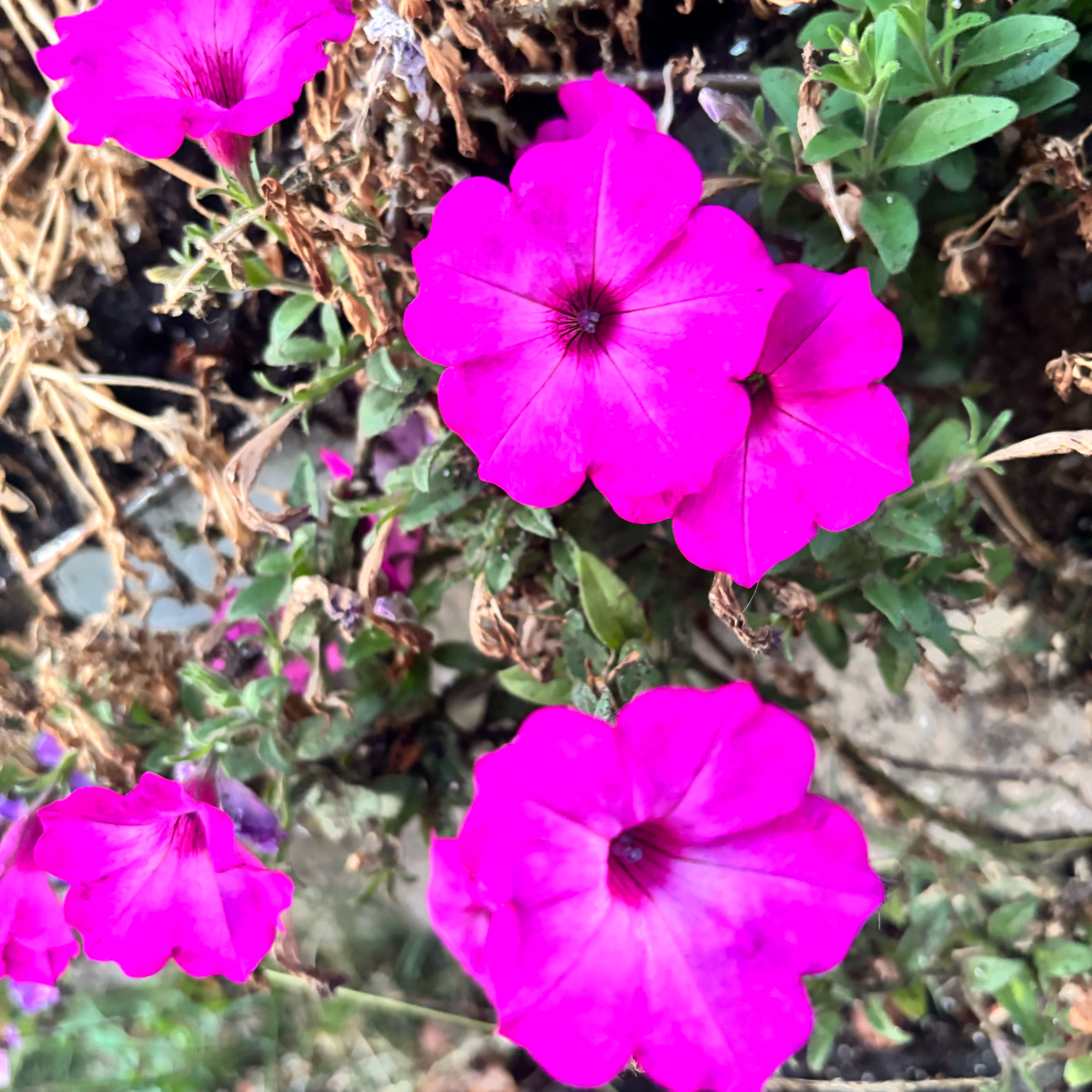 Photo of the plant species Petunia by @ProphetRye2 named Baesil on Greg, the plant care app