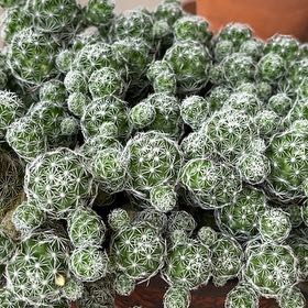 Photo of the plant species Pineapple Cactus by @StrongSedum40 named Kesha on Greg, the plant care app