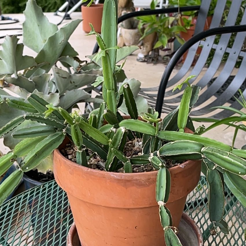 Photo of the plant species Adamant Creeper by @StrongSedum40 named Navajo on Greg, the plant care app