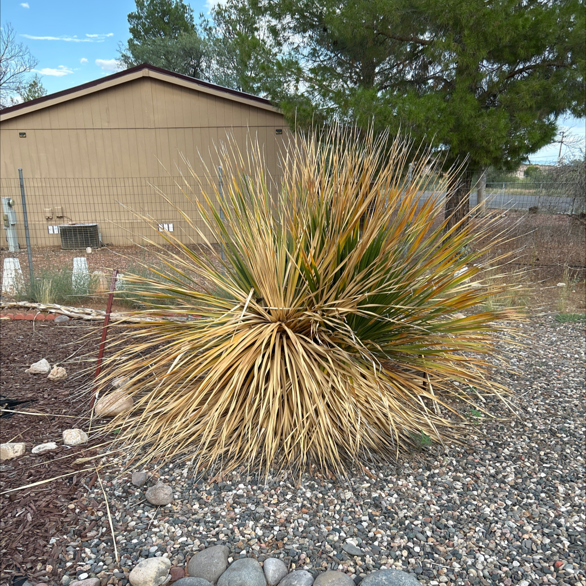 Photo of the plant species Desert Spoon by @BigMelon71 named Oscar on Greg, the plant care app