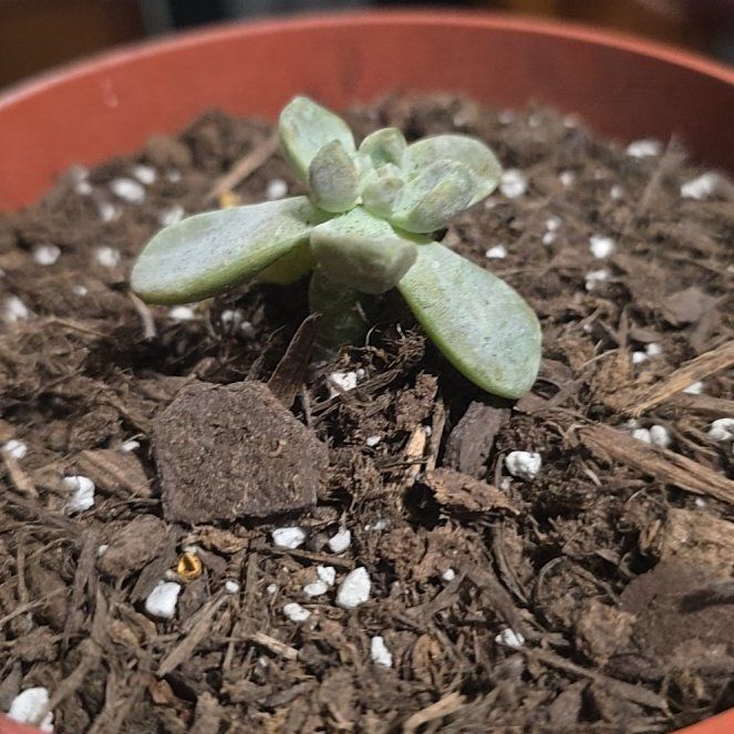 Photo of the plant species Graptosedum 'Ghosty' by @KeyHemlock37 named Zion on Greg, the plant care app