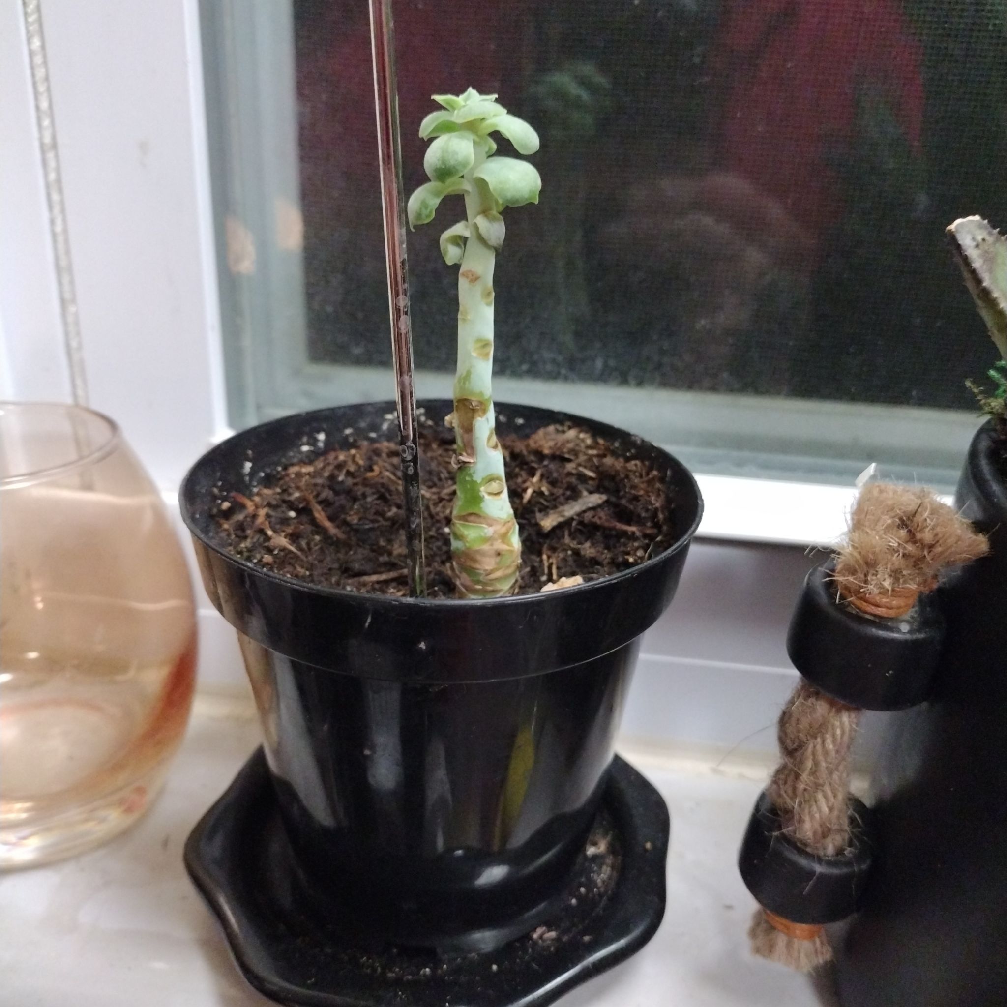 Photo of the plant species Echeveria 'Persia' by @BigKaramu84 named Keanu Leaves on Greg, the plant care app