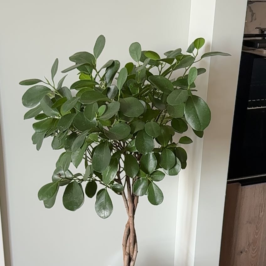 Photo of the plant species Ficus Moclame by @HolyMira43 named Bigleef Smalls on Greg, the plant care app