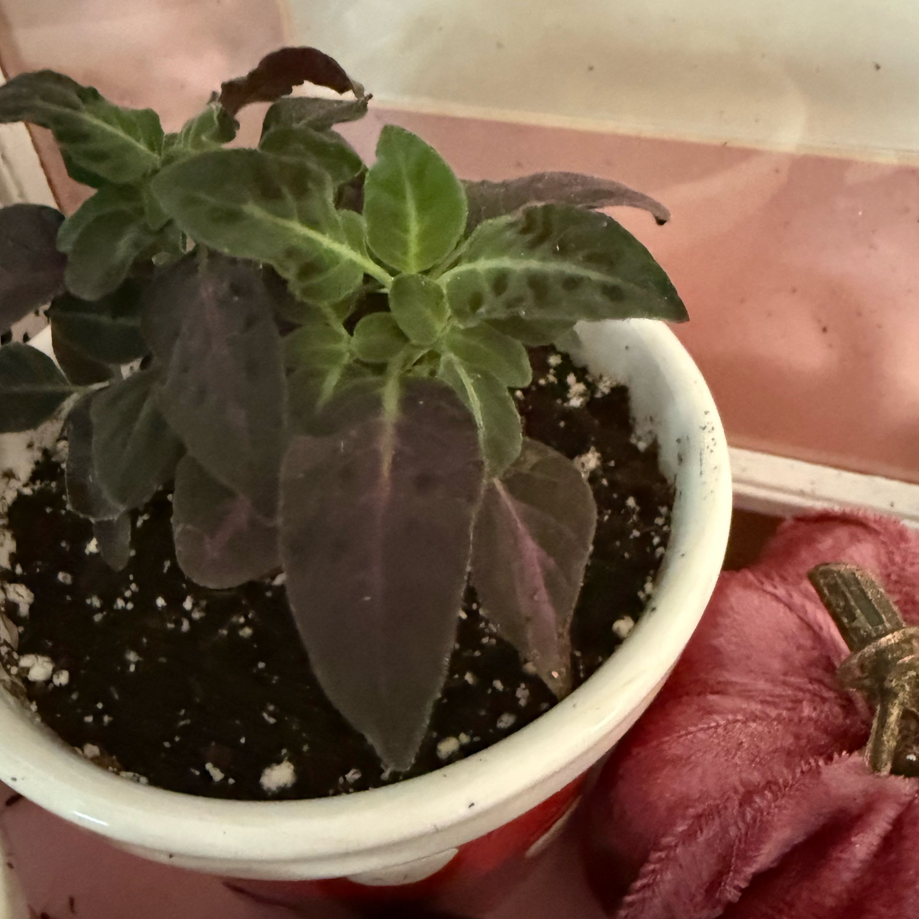 Photo of the plant species Monkey plant by @HipPinebush84 named Messi on Greg, the plant care app