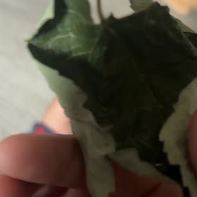 Photo of the plant species Ivy-Leaved Cyclamen by @WinAsarina64 named Foxxy on Greg, the plant care app