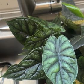 Photo of the plant species Variegated Alocasia Dragon Scale by @CuddlyRoselle43 named Zion on Greg, the plant care app