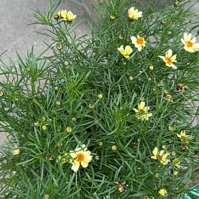 Photo of the plant species Whorled Tickseed by @curtain named Coreopsis on Greg, the plant care app