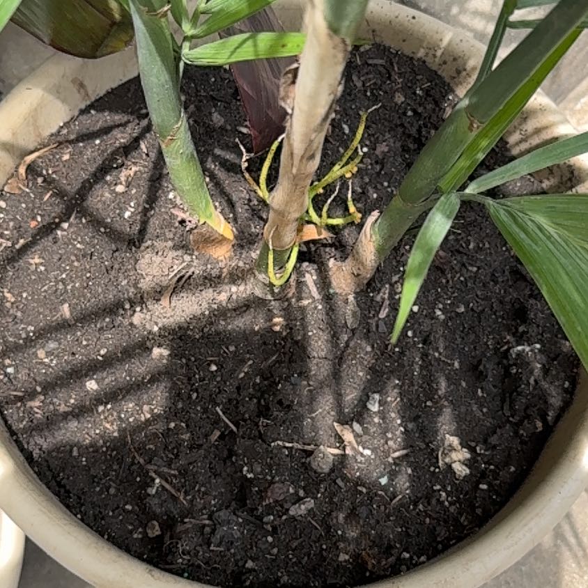 Photo of the plant species Bamboo Palm by @curtain named Apollo on Greg, the plant care app