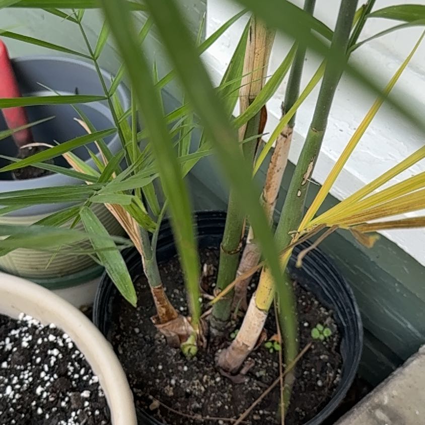 Photo of the plant species Bamboo Palm by @curtain named Athena 4 stem black on Greg, the plant care app