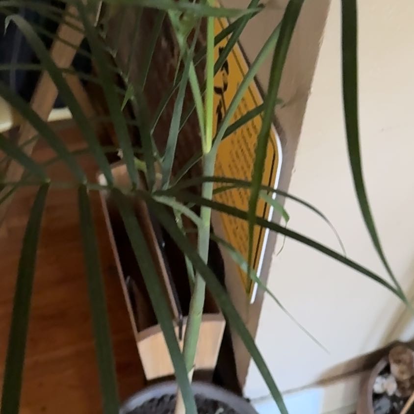 Photo of the plant species Bamboo Palm by @curtain named Zeus 1 stem on Greg, the plant care app