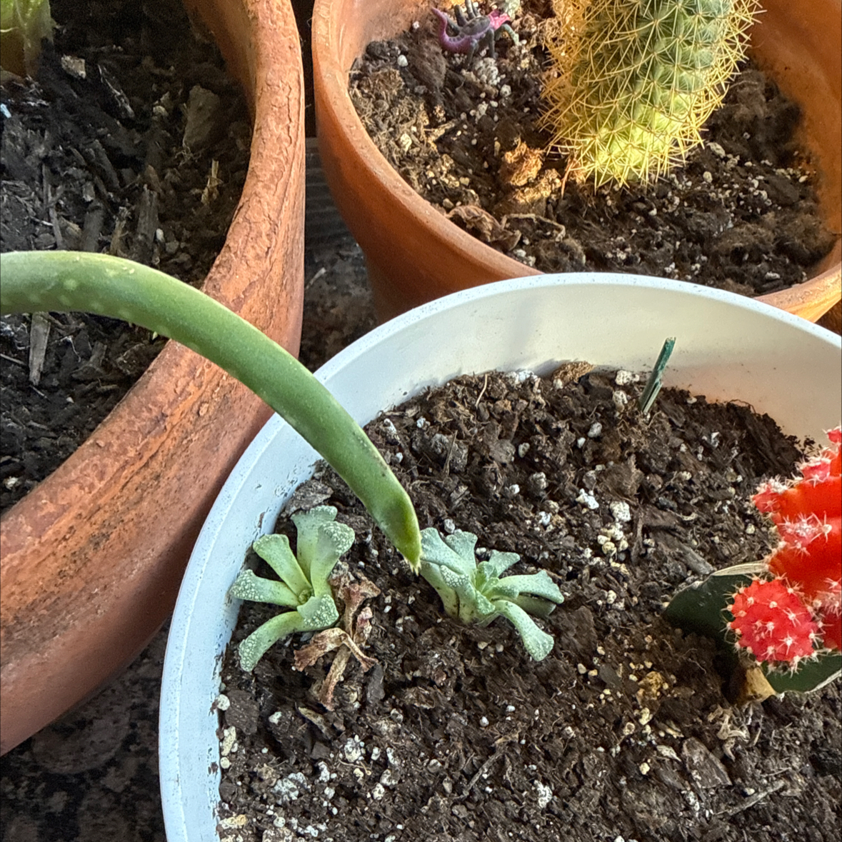 Photo of the plant species Concrete Leaf Living Stone by @curtain named Navajo on Greg, the plant care app