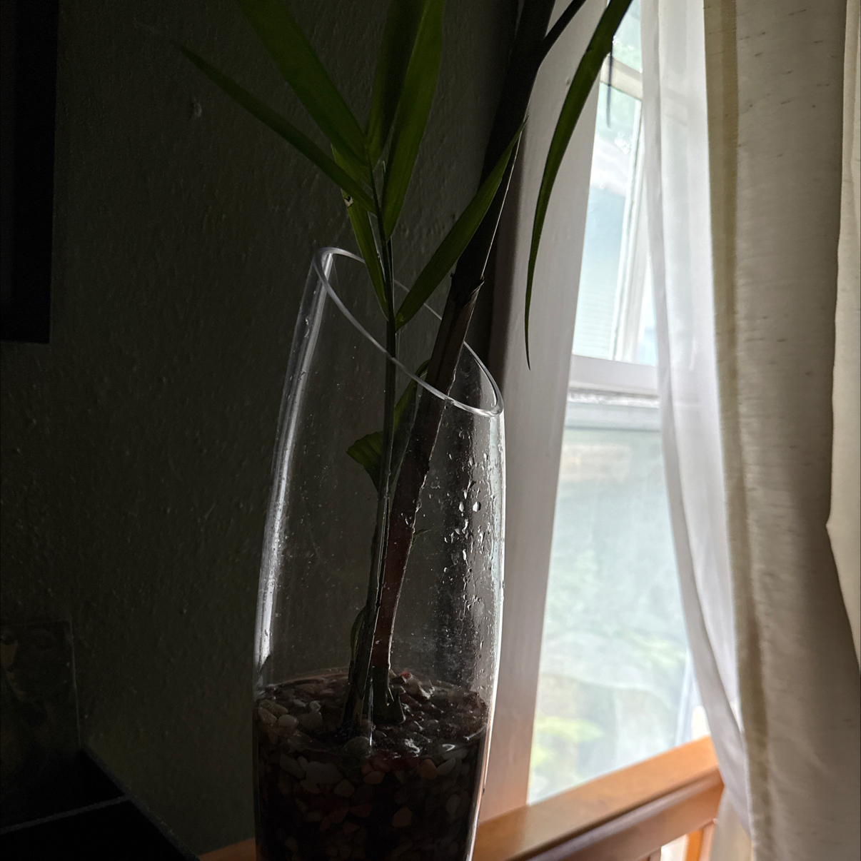 Photo of the plant species Bamboo Palm by @curtain named Beckham on Greg, the plant care app