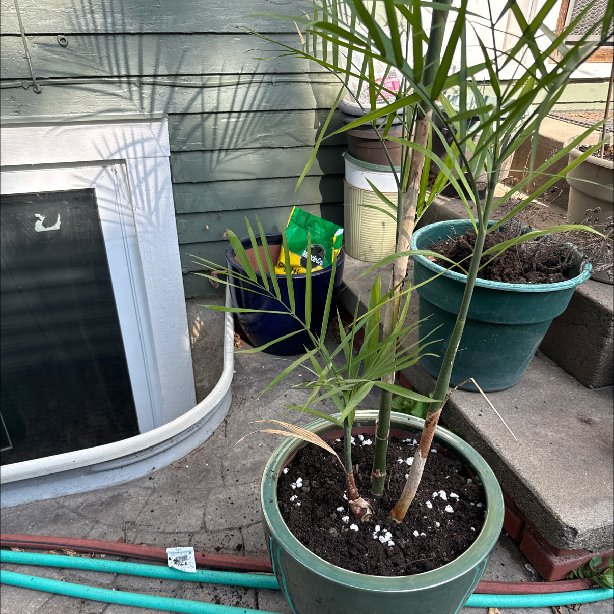 Photo of the plant species Bamboo Palm by @curtain named Athena 4 stem green pot on Greg, the plant care app