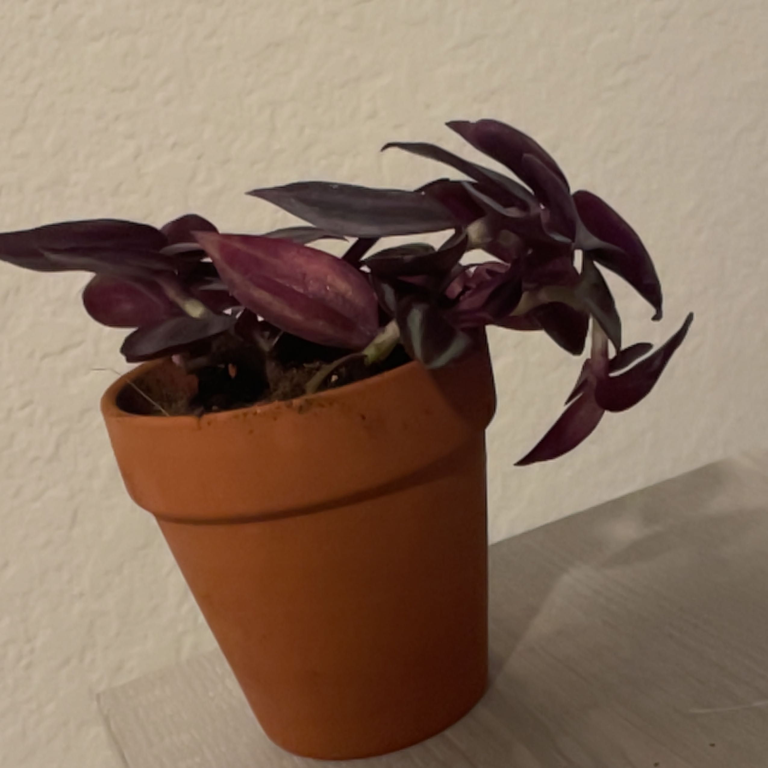 Potted Wandering Dude 'Burgundy' plant with vibrant burgundy leaves.