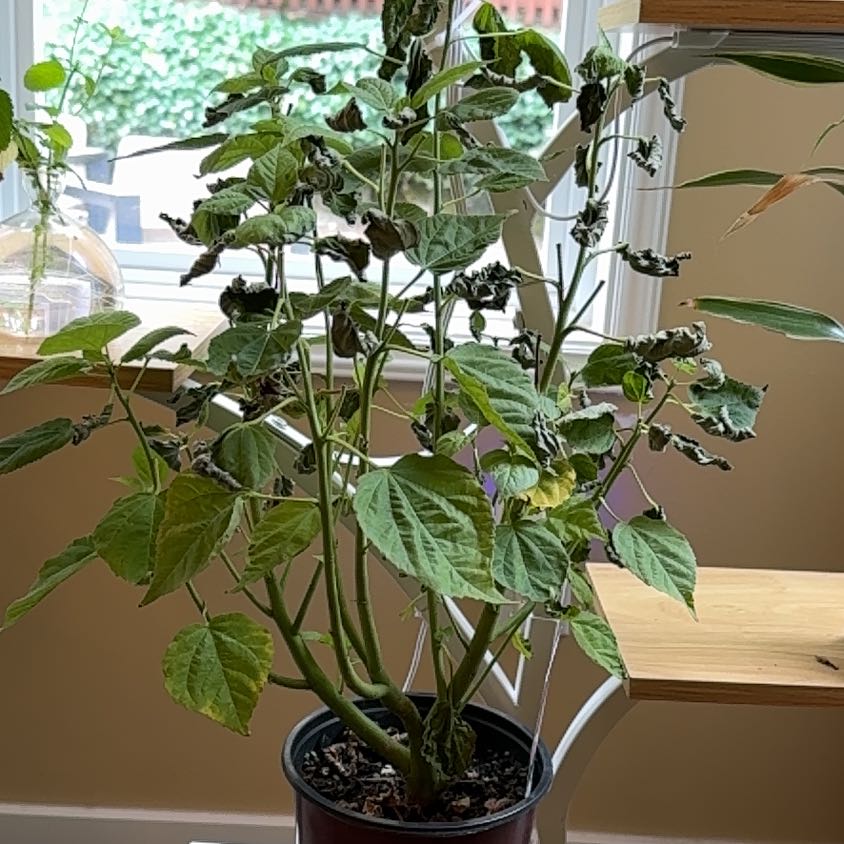 Photo of the plant species Luna Pink Swirl Hibiscus by @TopPepper3 named Harmony on Greg, the plant care app