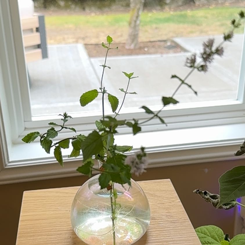 Photo of the plant species Mint by @TopPepper3 named Gates on Greg, the plant care app