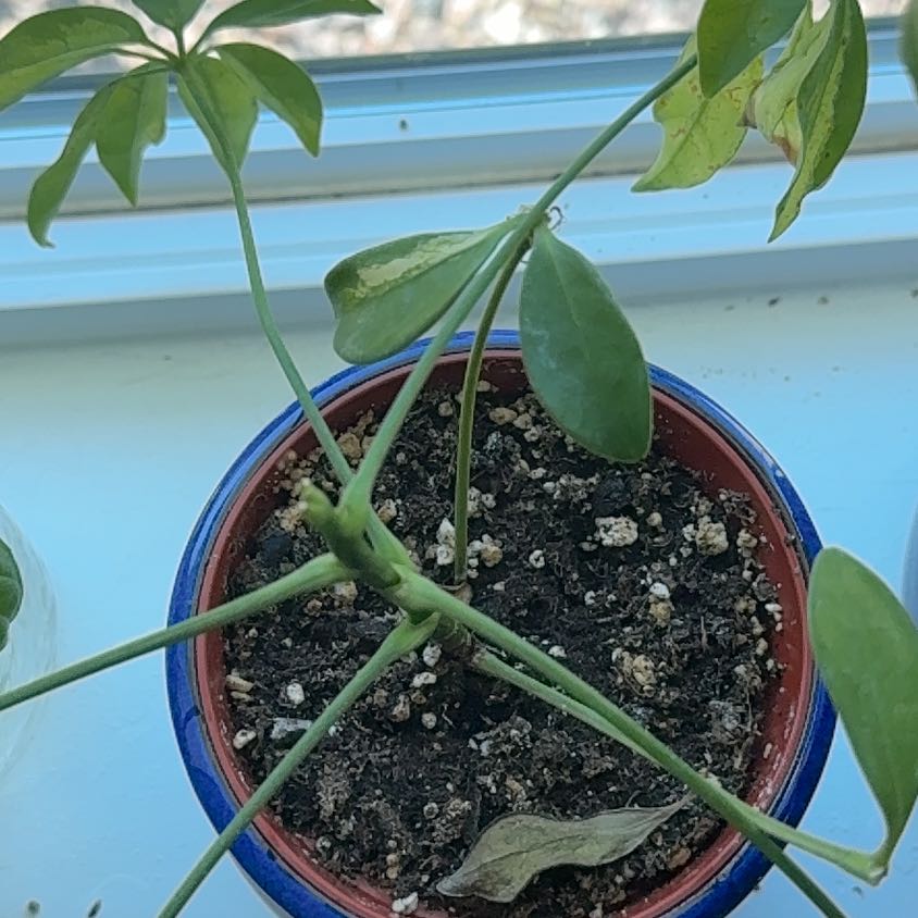 Photo of the plant species Varigated Dwarf Umbrella Tree by @YesQuince55 named Stella on Greg, the plant care app