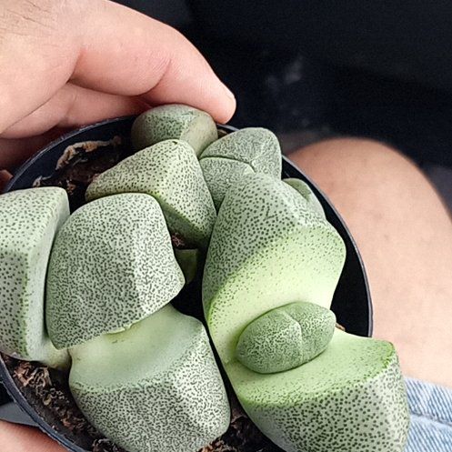 Photo of the plant species Split Rock Succulent by @EagerBorage71 named Plato on Greg, the plant care app