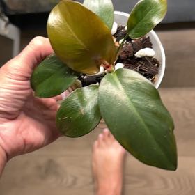 Photo of the plant species Royal Queen Philodendron by @UhLeafSha5ive named Malificent on Greg, the plant care app