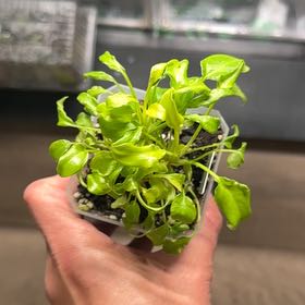 Photo of the plant species Philodendron Xanadu by @UhLeafSha5ive named Xannie on Greg, the plant care app