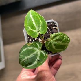 Photo of the plant species Ace Of Spades by @UhLeafSha5ive named Ace on Greg, the plant care app