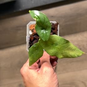 Photo of the plant species Simpo by @UhLeafSha5ive named Cleopatra on Greg, the plant care app