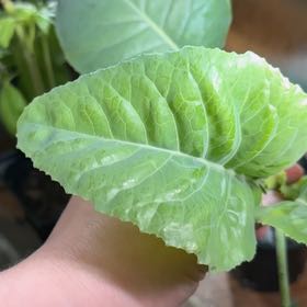 Photo of the plant species Orange Cauliflower by @cricketsecho named Clooney on Greg, the plant care app