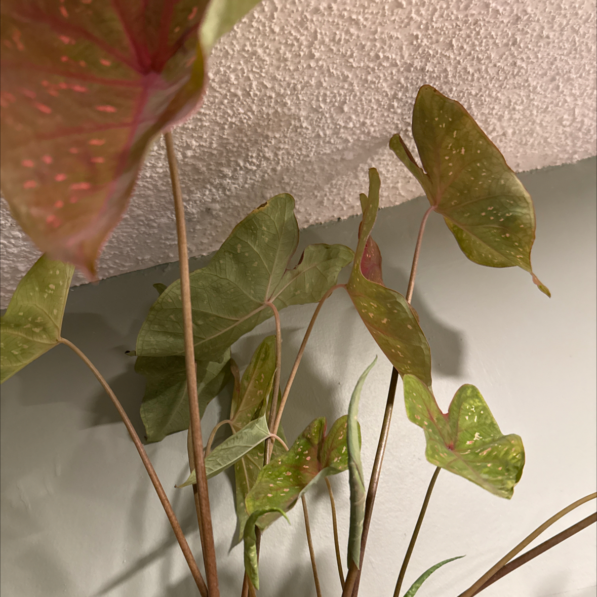 Photo of the plant species Caladium Burning Heart by @cricketsecho named Daphne on Greg, the plant care app