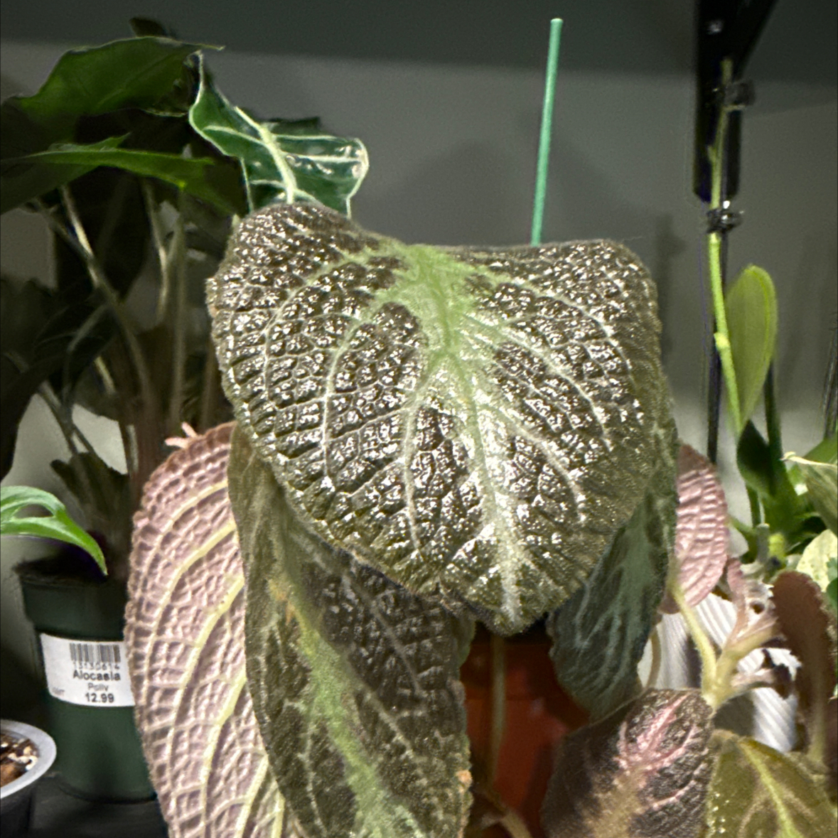 Photo of the plant species Sunset Bells by @cricketsecho named Terra on Greg, the plant care app