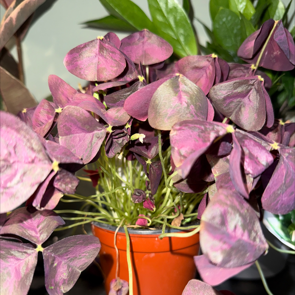 Photo of the plant species Oxalis Hybrid by @cricketsecho named Scarlett on Greg, the plant care app