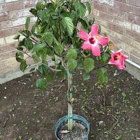 Photo of the plant species Hibiscus 'Painted Lady' by @EarlyDecodon32 named Lady on Greg, the plant care app