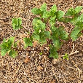 Photo of the plant species Dwarf Hydrangea by @RadBeans76 named Lola on Greg, the plant care app